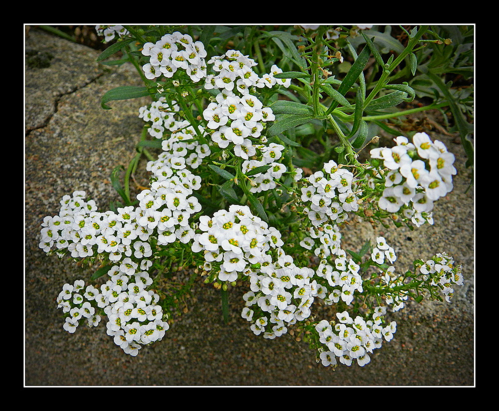 petites fleurs blanche