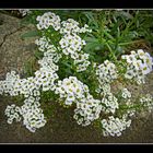 petites fleurs blanche