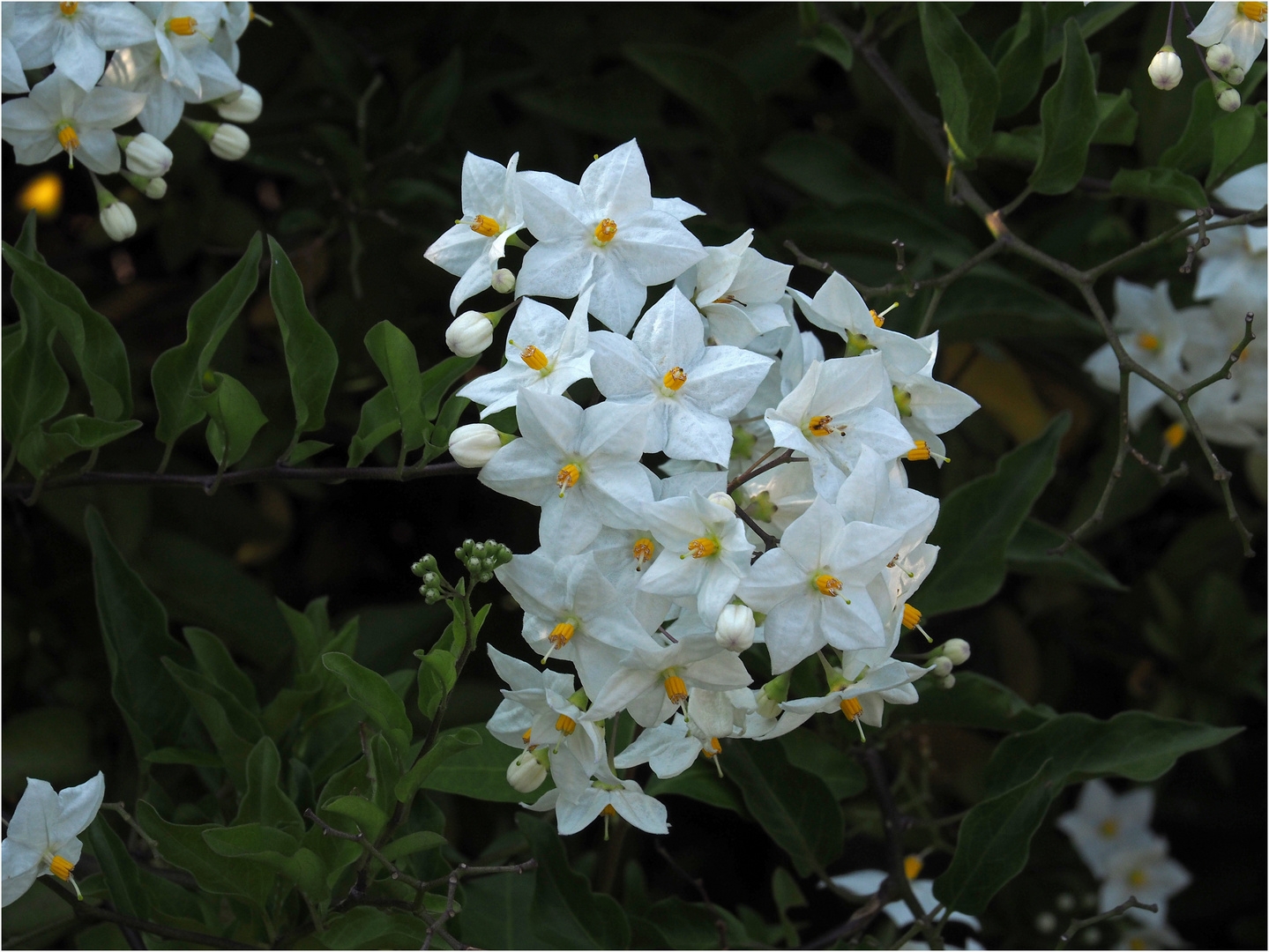 Petites fleurs blanches de morelle faux jasmin