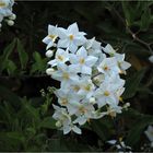 Petites fleurs blanches de morelle faux jasmin