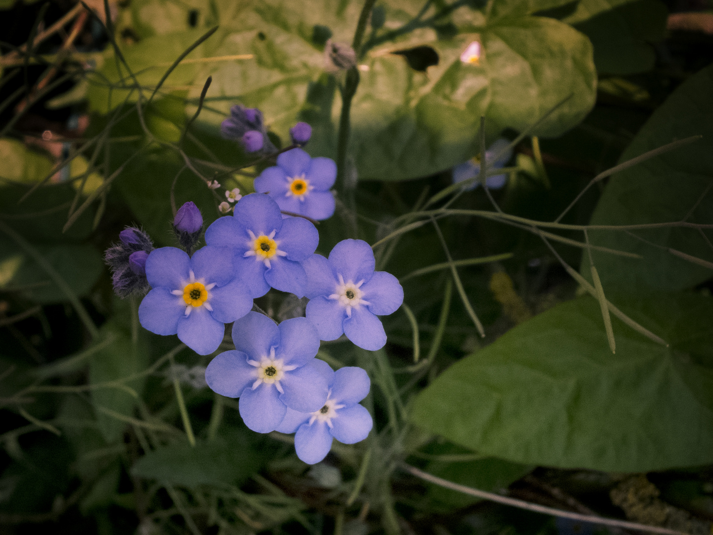 Petites fleurs bleues