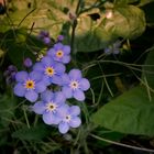 Petites fleurs bleues