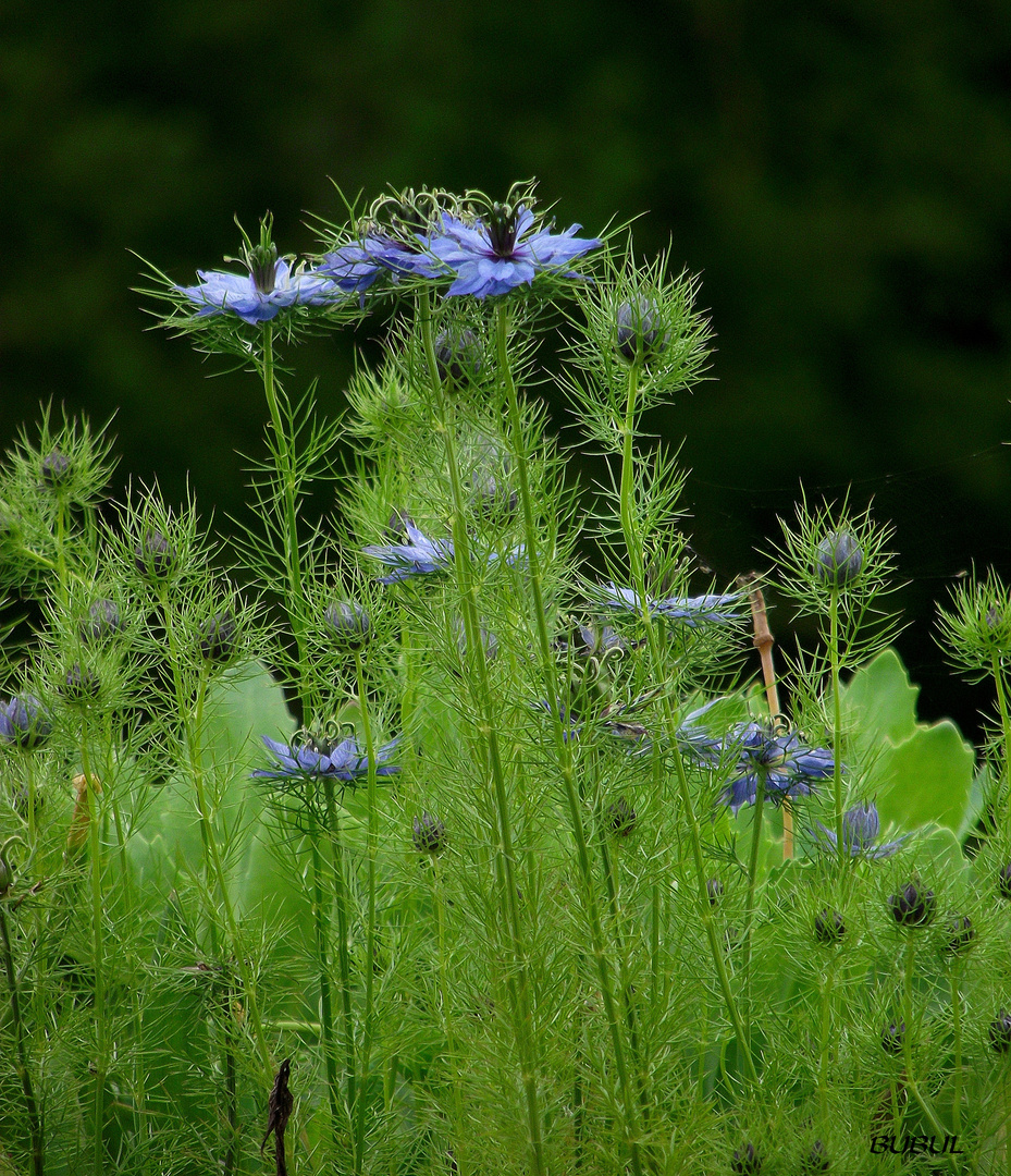 PETITES FLEURS BLEUES photo et image | nature, macro, fleurs Images  fotocommunity