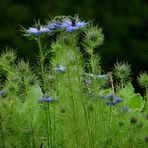 PETITES FLEURS BLEUES