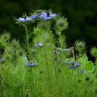 PETITES FLEURS BLEUES