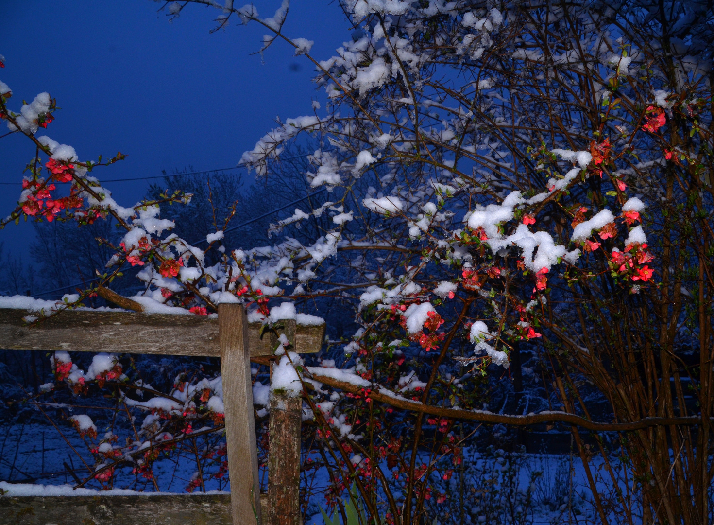 * petites fleurs *