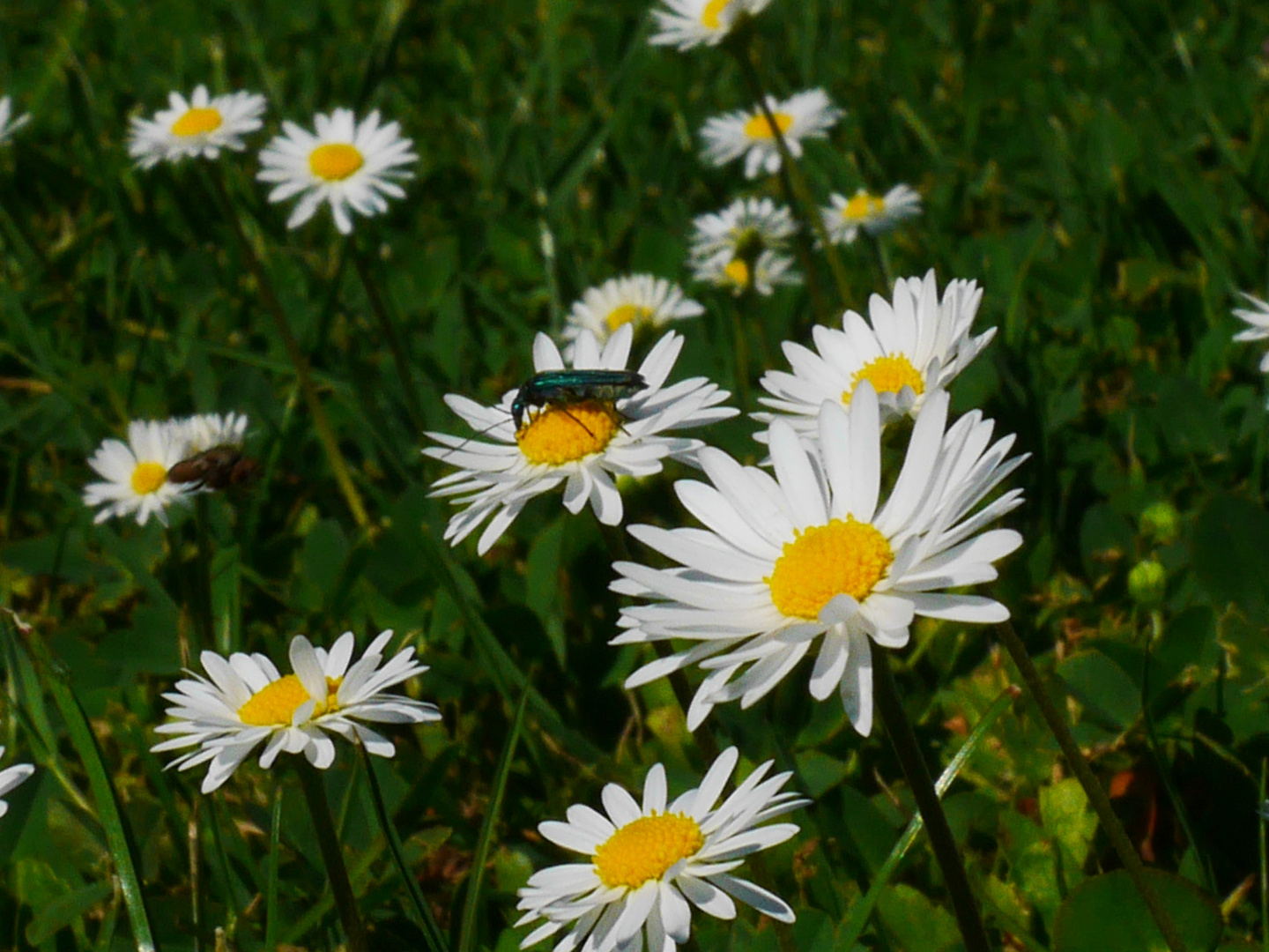 petites fleurs