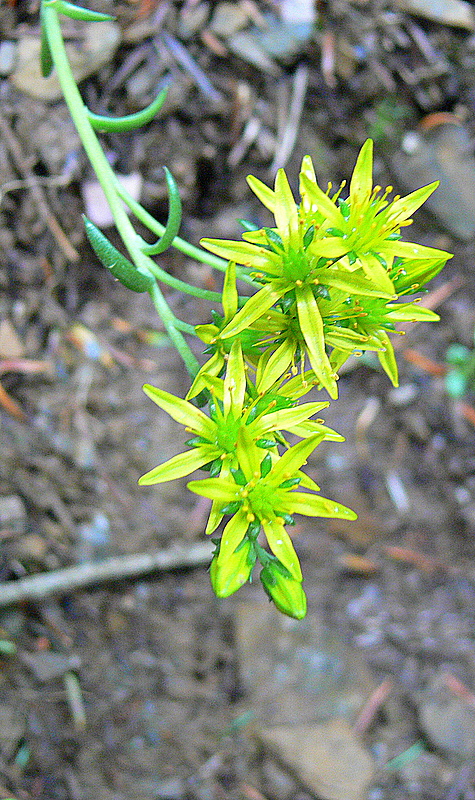 Petites fleurs dans les Pyrénées.