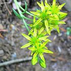 Petites fleurs dans les Pyrénées.