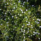 Petites fleurs dans un fossé