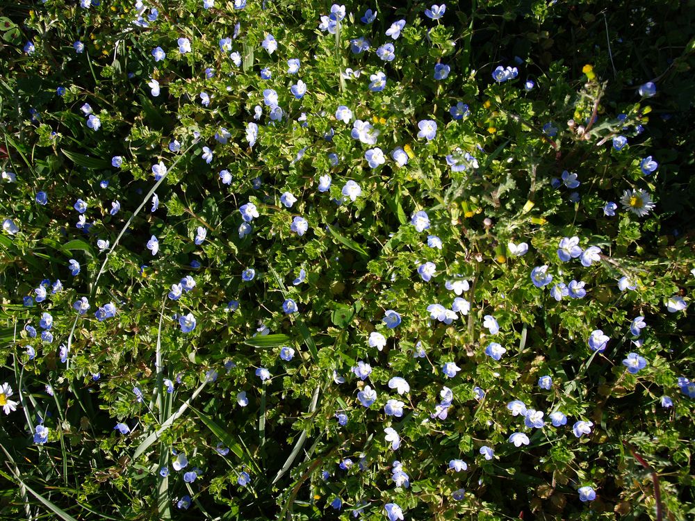 Petites fleurs dans un fossé