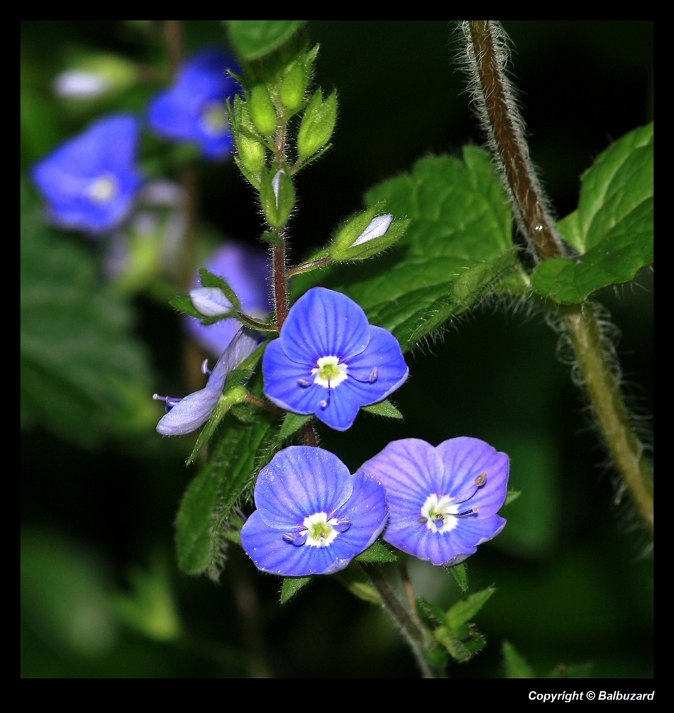 " Petites Fleurs de ?? 1 cm de diamétre "