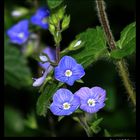 " Petites Fleurs de ?? 1 cm de diamétre "