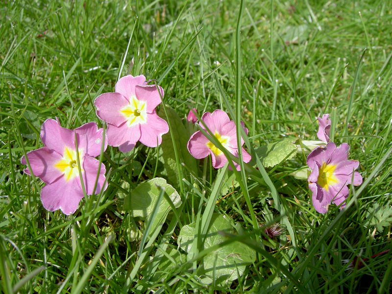 Petites fleurs de jardin.