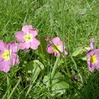 Petites fleurs de jardin.