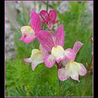 petites fleurs de mon jardin