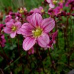 PETITES FLEURS DE MON VERGER