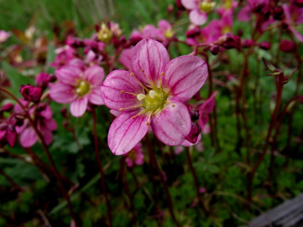 PETITES FLEURS DE MON VERGER