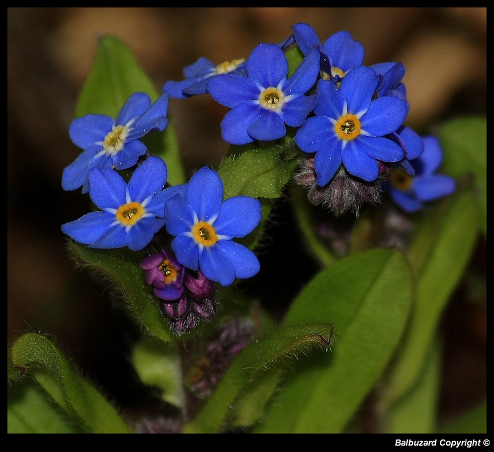 " Petites fleurs de myosotis dans mon jardin "