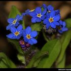 " Petites fleurs de myosotis dans mon jardin "