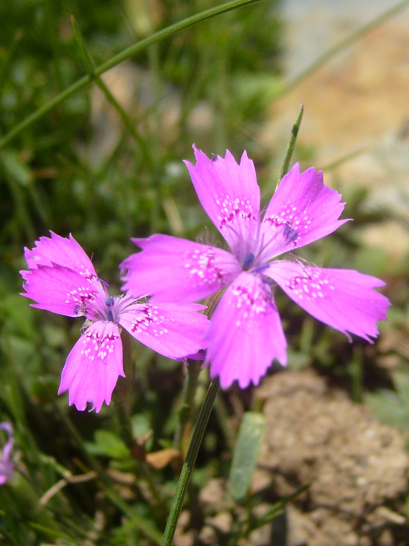 petites fleurs de nos montagnes