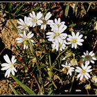 petites fleurs des champs