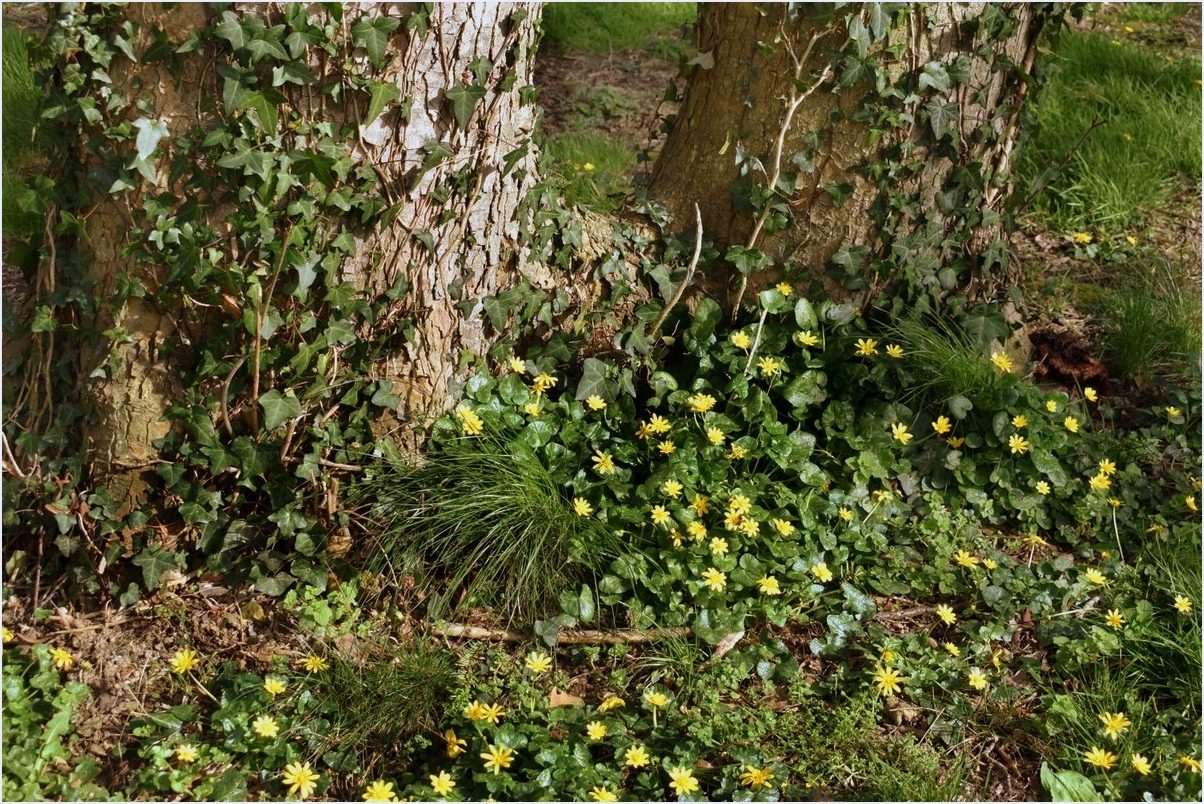 petites fleurs du printemps