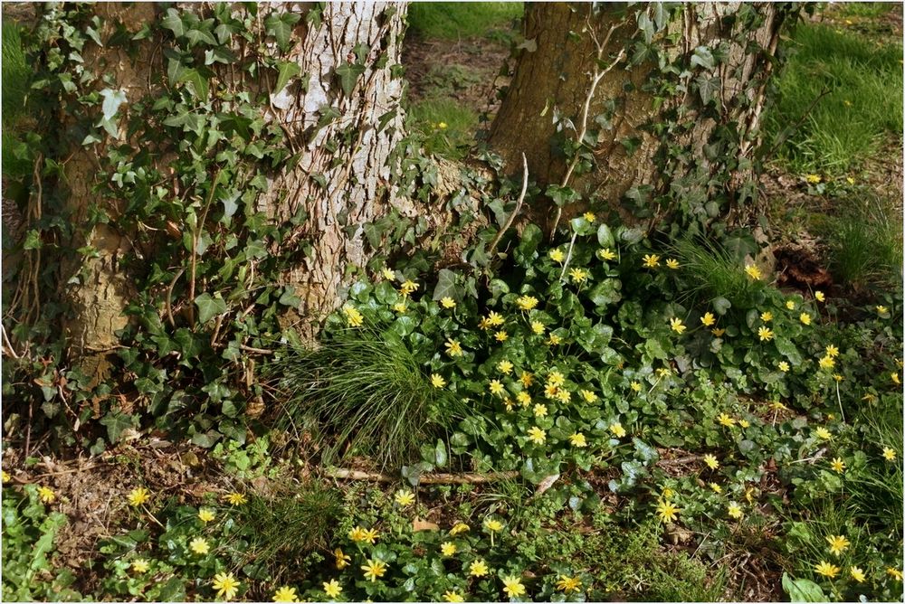 petites fleurs du printemps