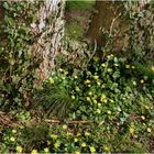 petites fleurs du printemps