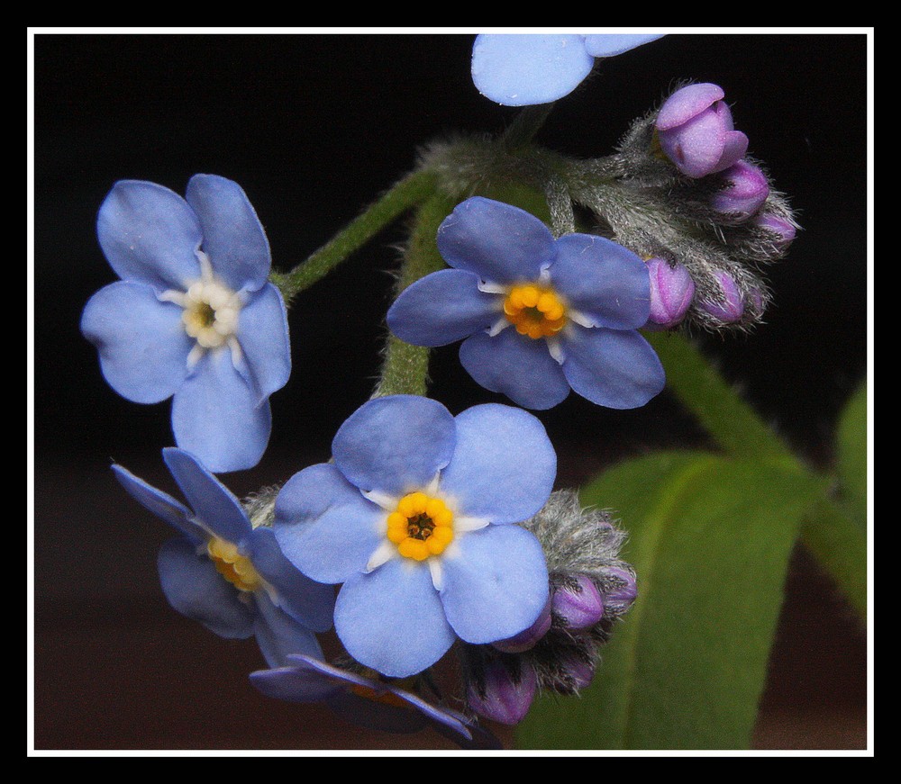 " Petites fleurs inconnues dans mon jardin"