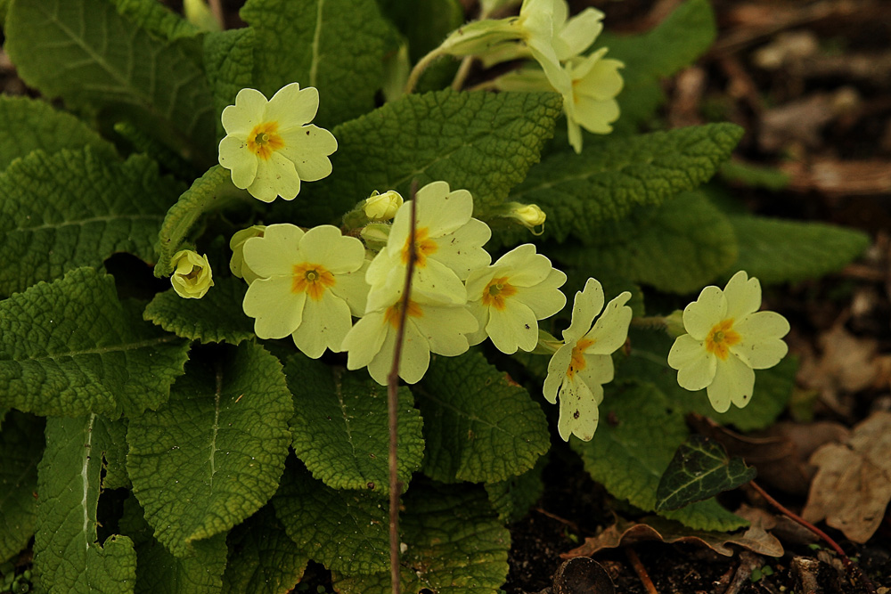 petites fleurs jaunes !