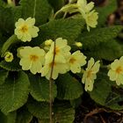 petites fleurs jaunes !