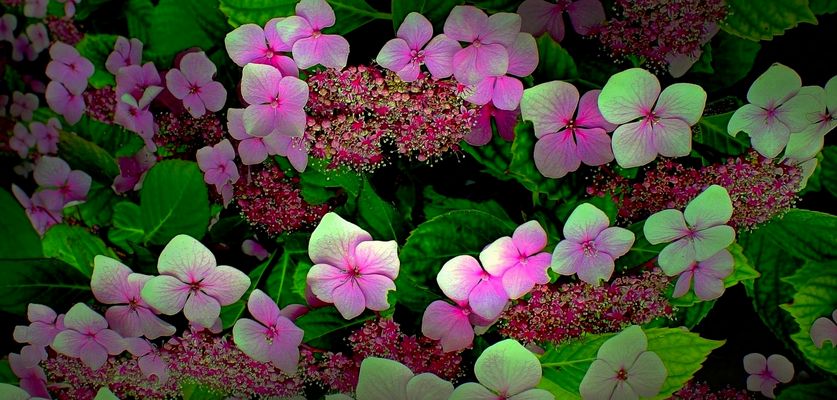 Petites fleurs lumineuses 