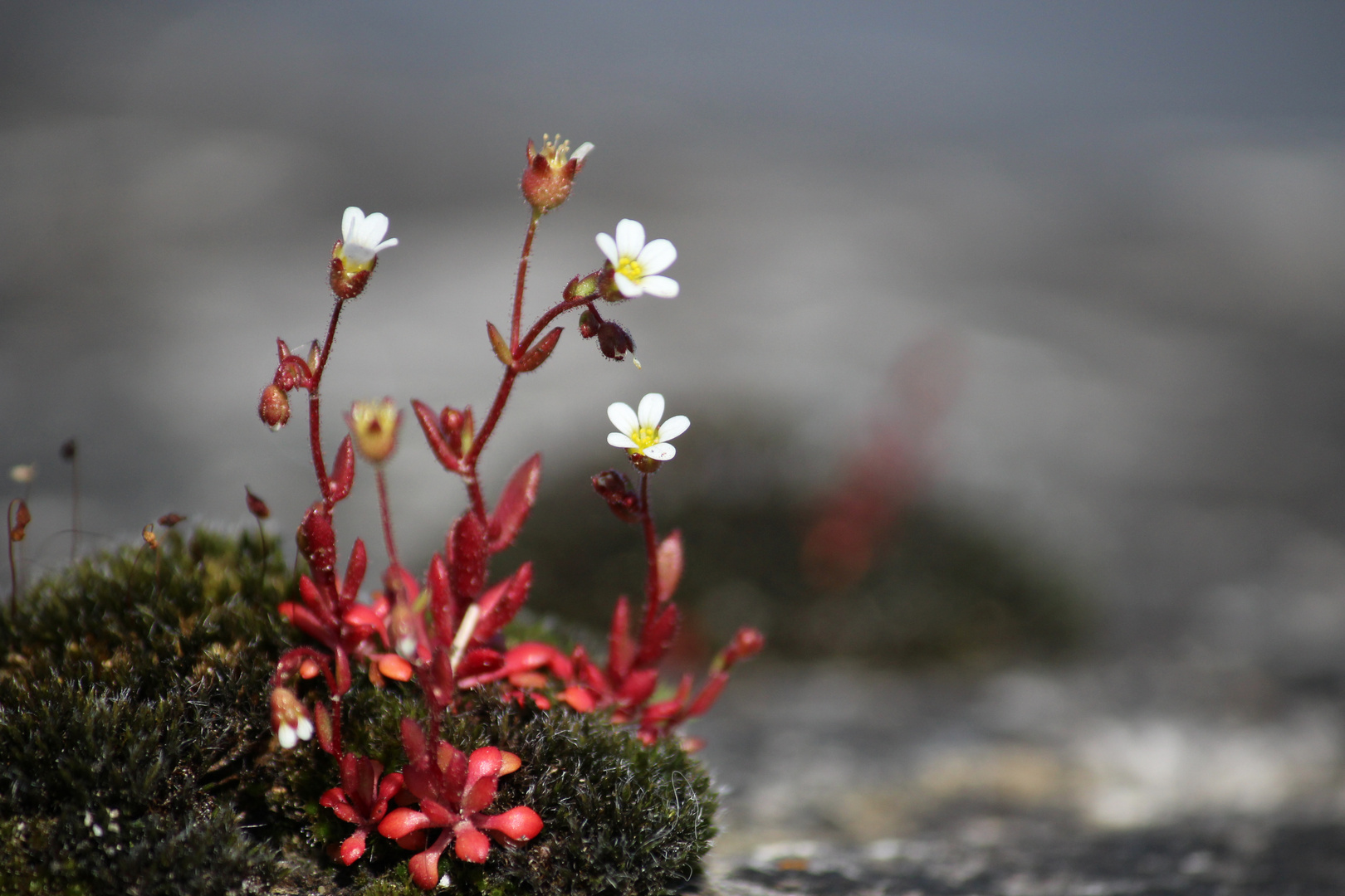 petites fleurs mousseuses