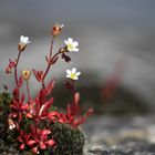 petites fleurs mousseuses