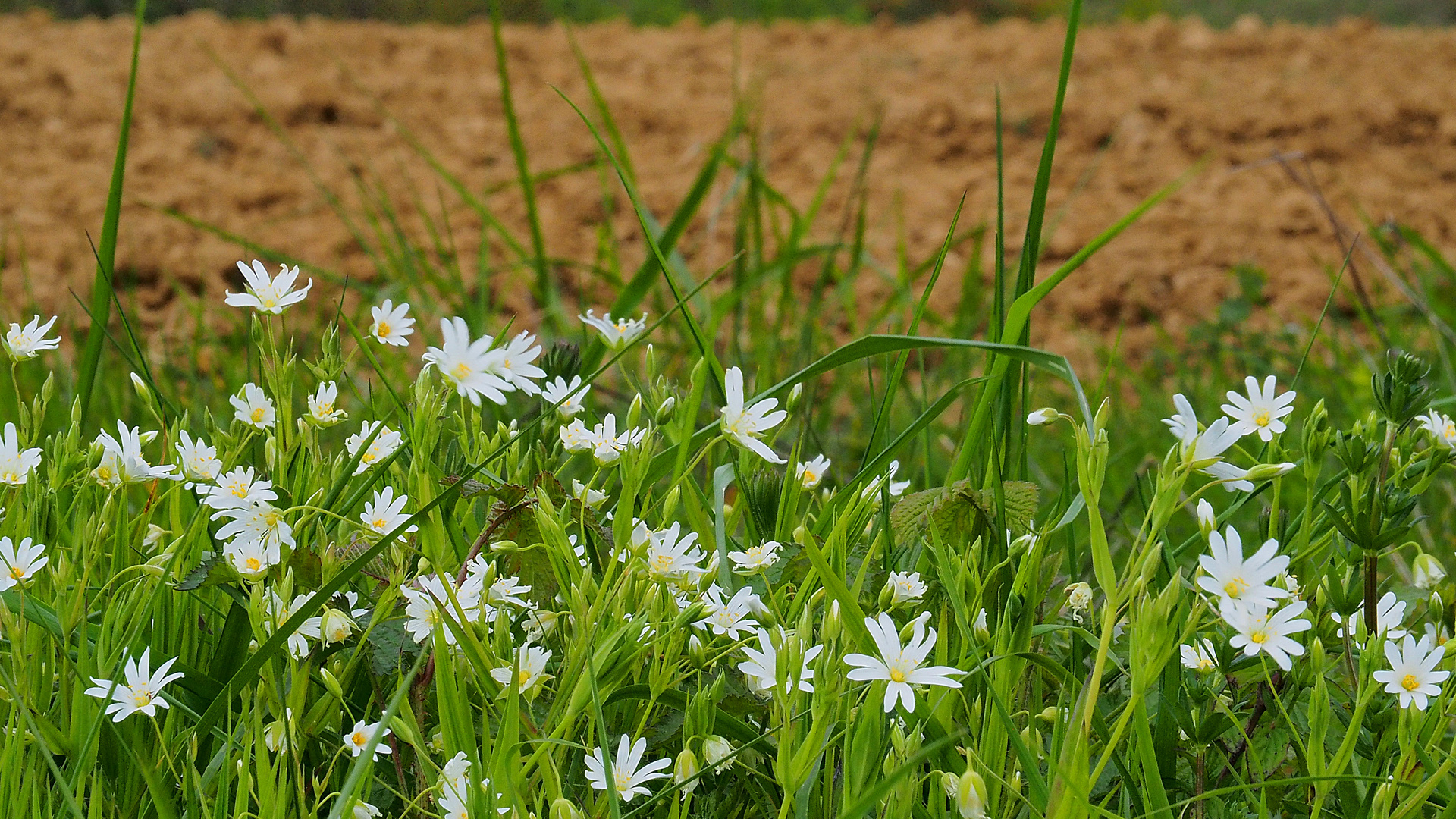 Petites fleurs printanières au bord du chemin