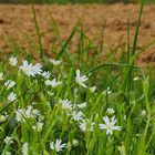 Petites fleurs printanières au bord du chemin