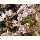 Petites fleurs printanières de sous-bois  --  Kleine Frühlings-Unterholzblumen