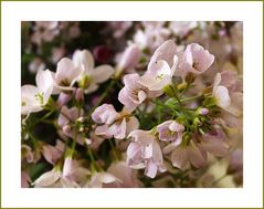 Petites fleurs printanières de sous-bois  --  Kleine Frühlings-Unterholzblumen