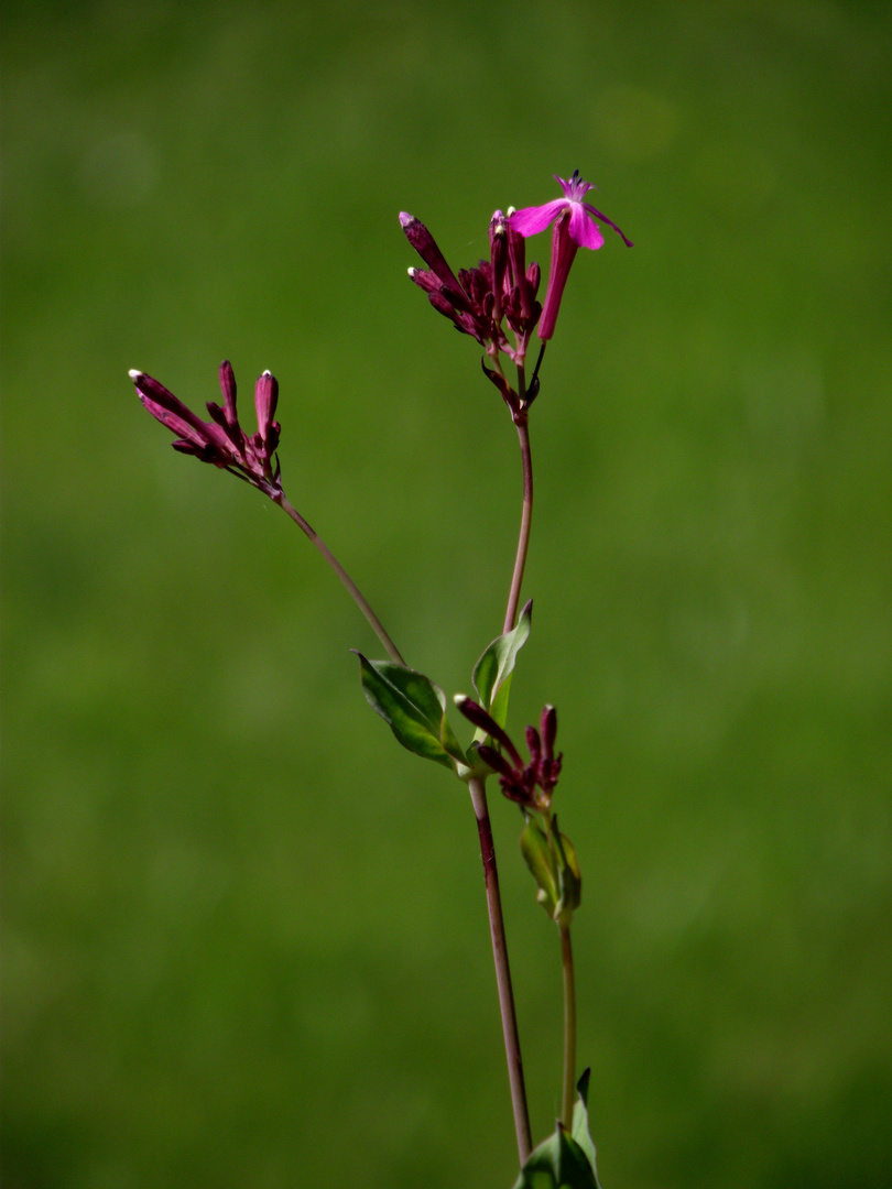 PETITES FLEURS ROSE DE MON VERGER