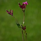 PETITES FLEURS ROSE DE MON VERGER