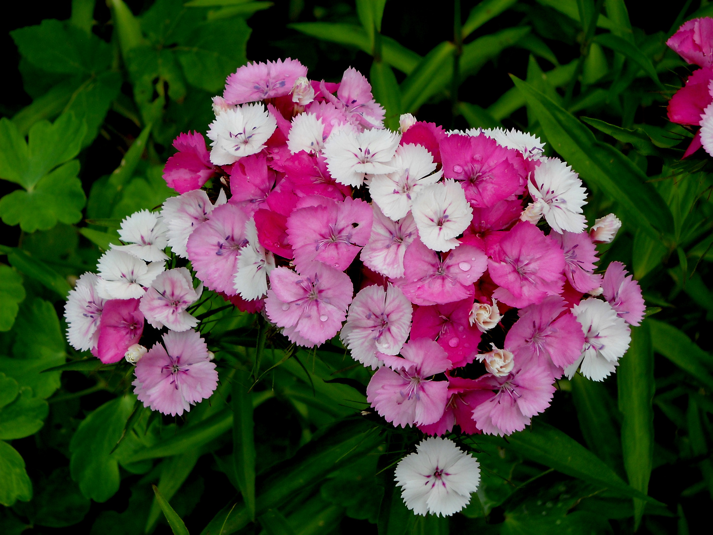 PETITES FLEURS ROSES