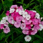 PETITES FLEURS ROSES