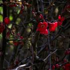 PETITES FLEURS ROUGE DU PRINTEMPS