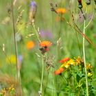 petites fleurs sauvages