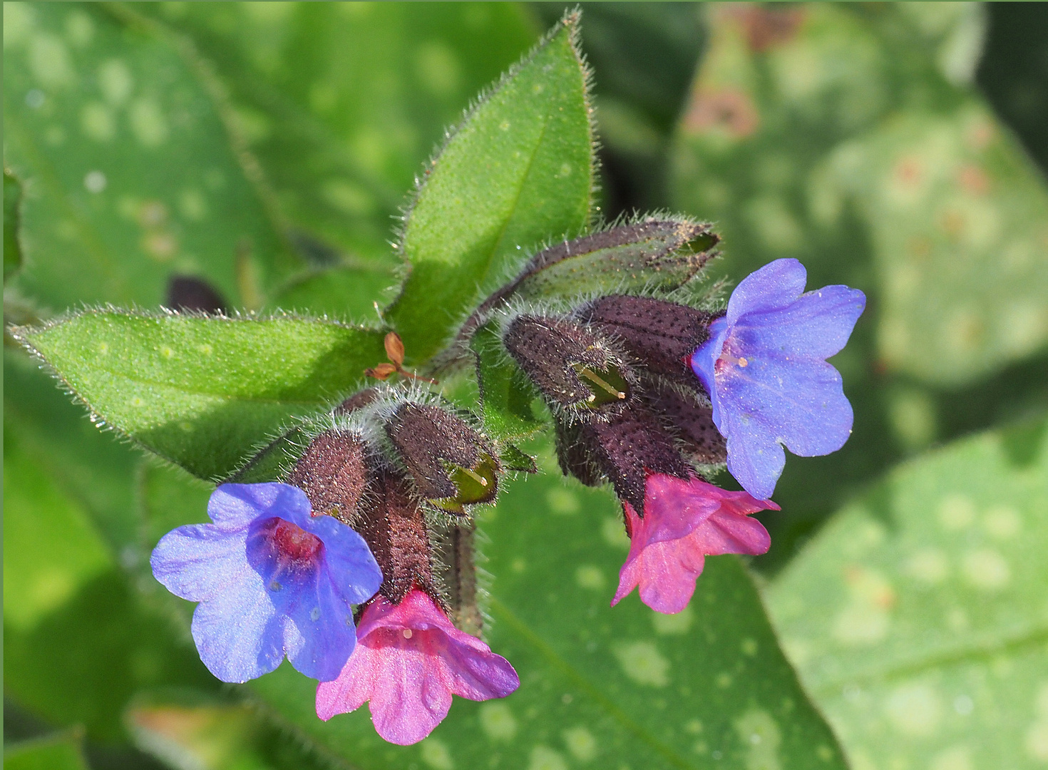 Petites fleurs sauvages…