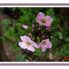 petites fleurs sauvages