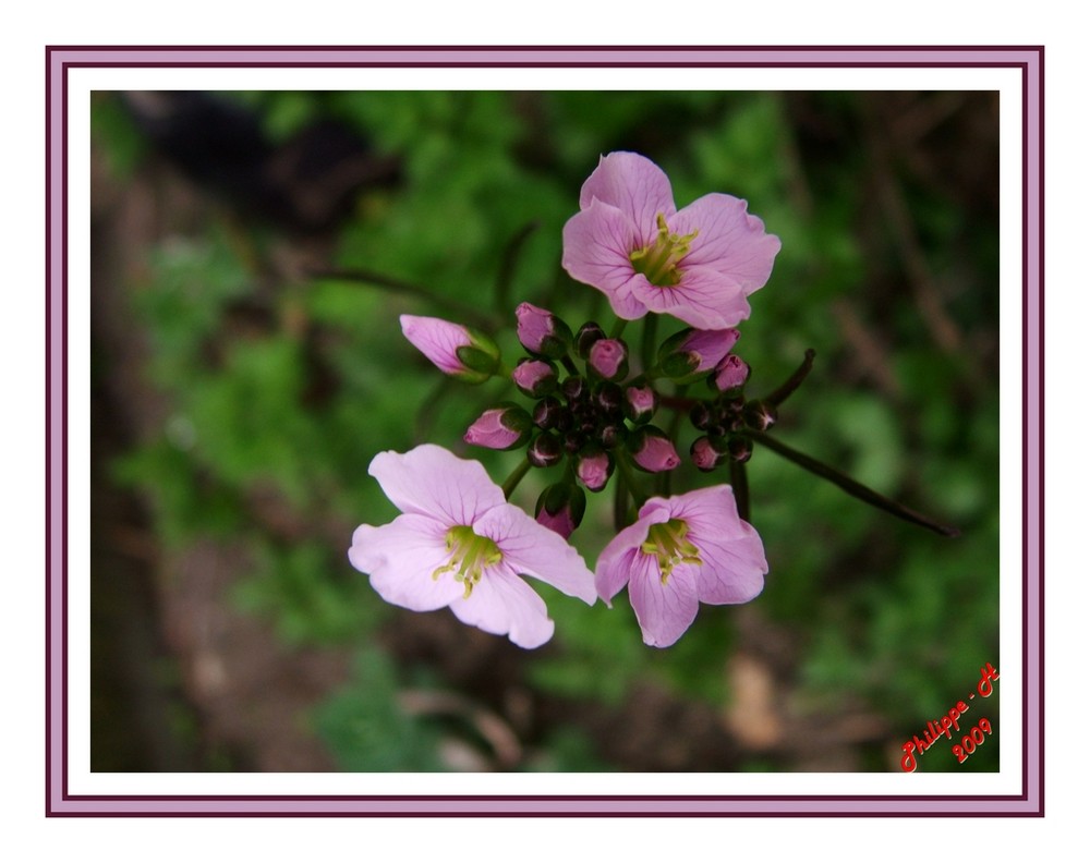 petites fleurs sauvages