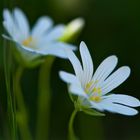 Petites flors blanques a l'ombra