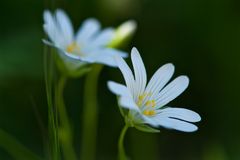 Petites flors blanques a l'ombra